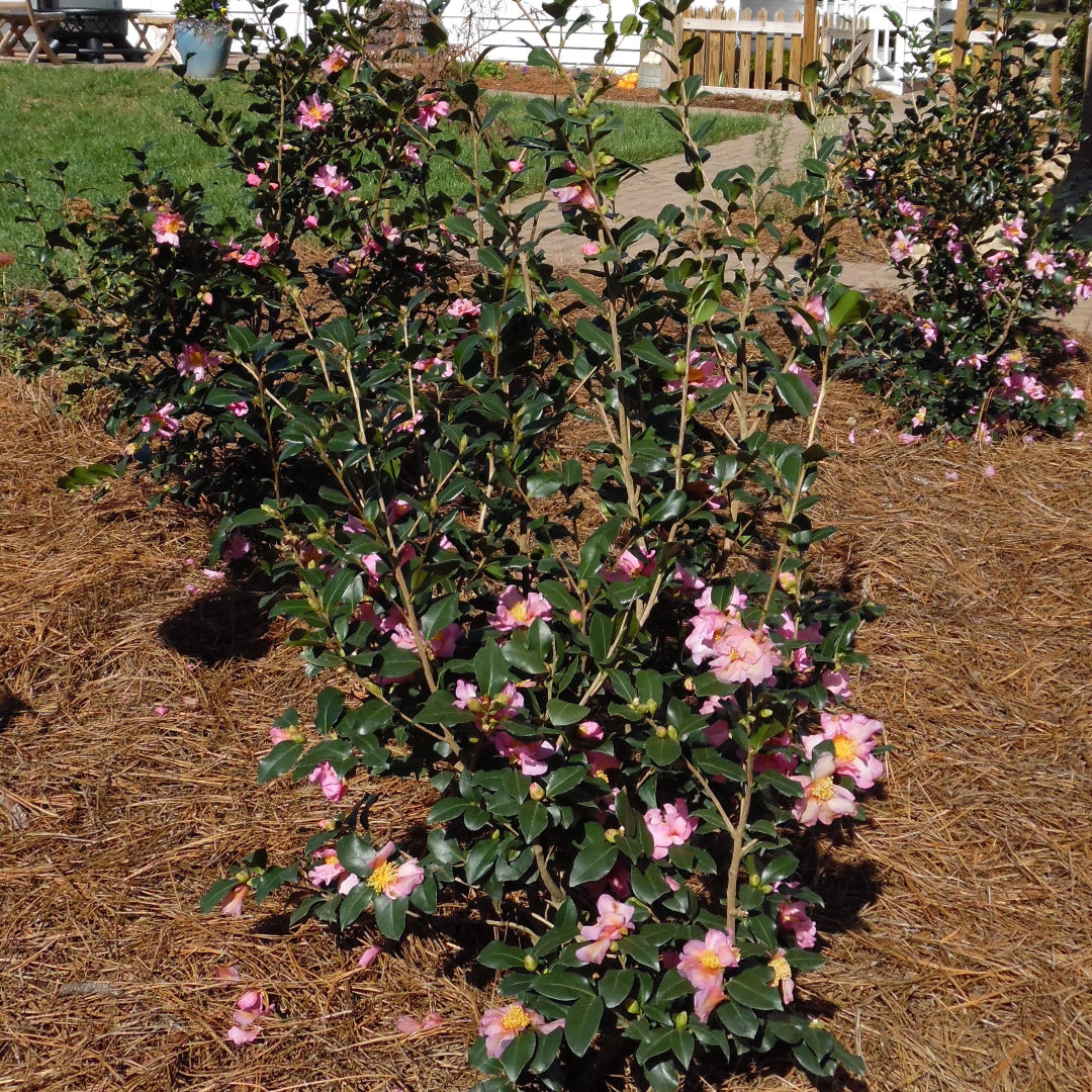 Winter’s Star camellia shrub with white winter blooms