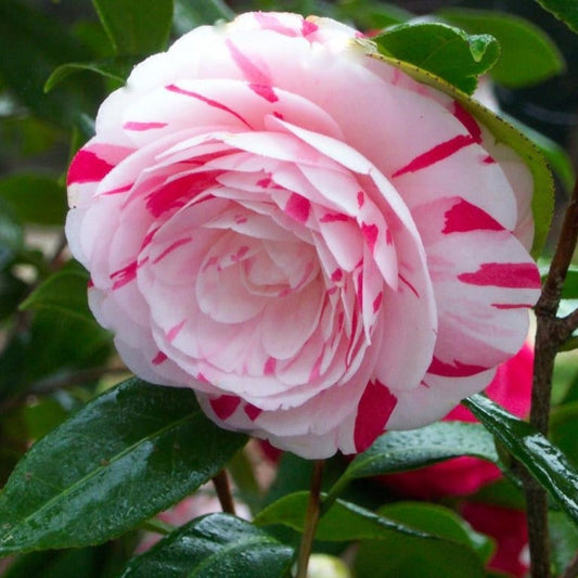 Camellia japonica ‘La Peppermint’ Flower Pattern