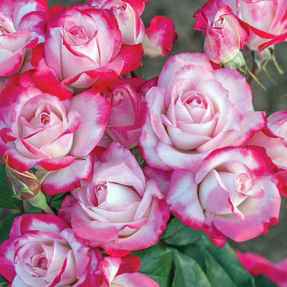 Candy Cane Cocktail Rose | Pixies Gardens