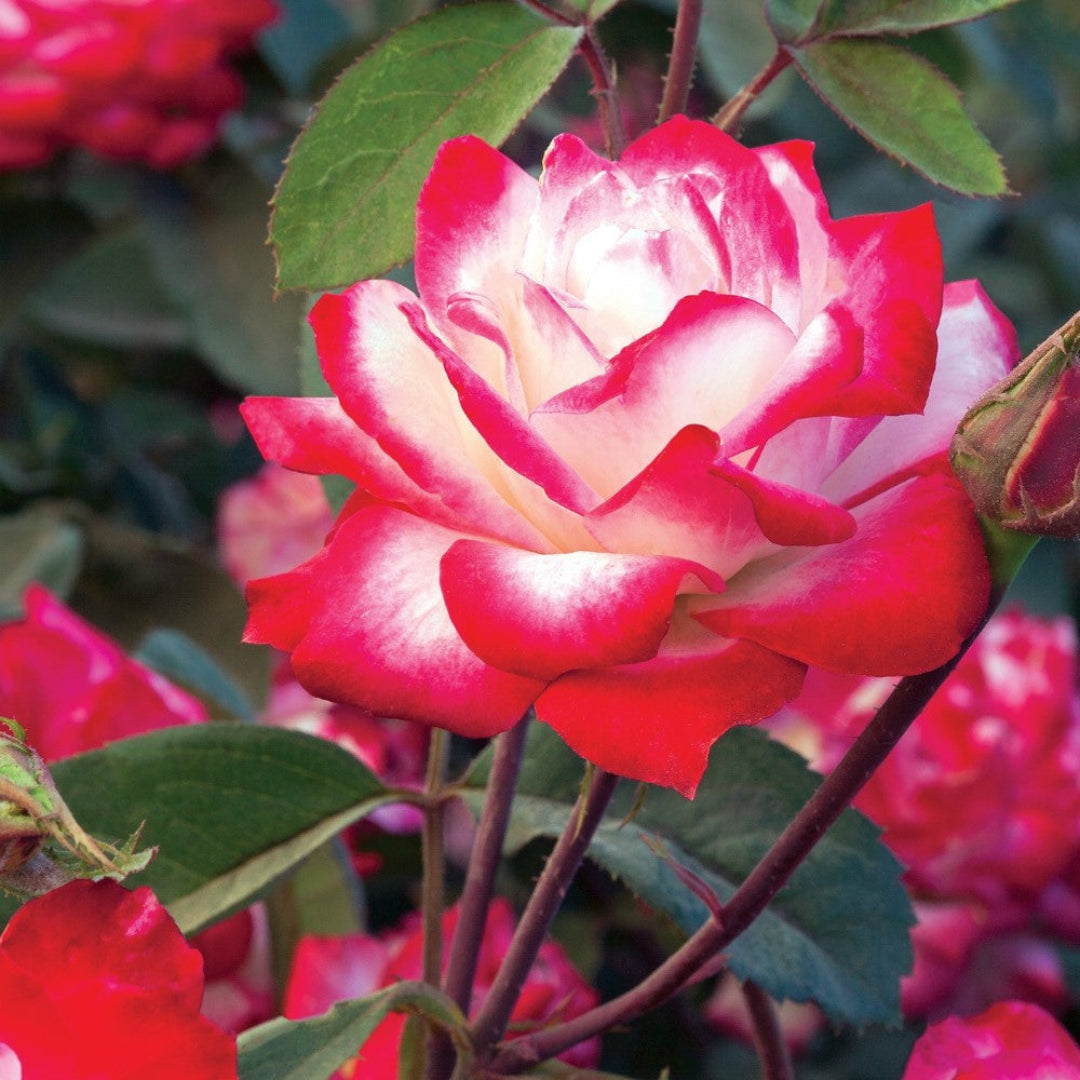 Candy Cane Cocktail Rose | Pixies Gardens