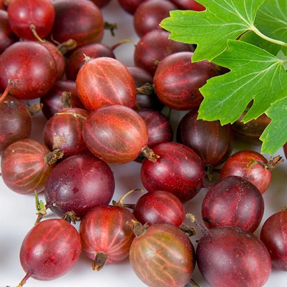 Captivator gooseberry plant with green ripe berries growing on thornless branches