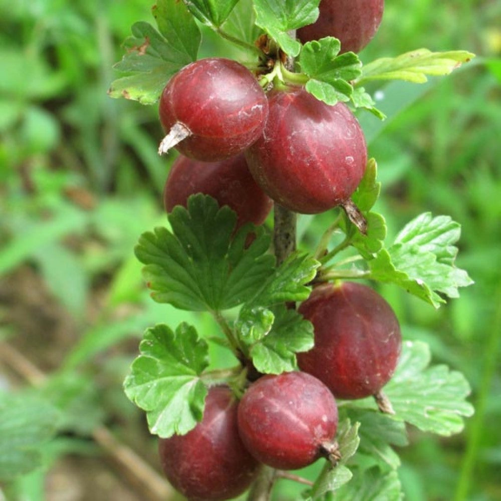 Captivator gooseberry shrub in pot ready for planting in home garden