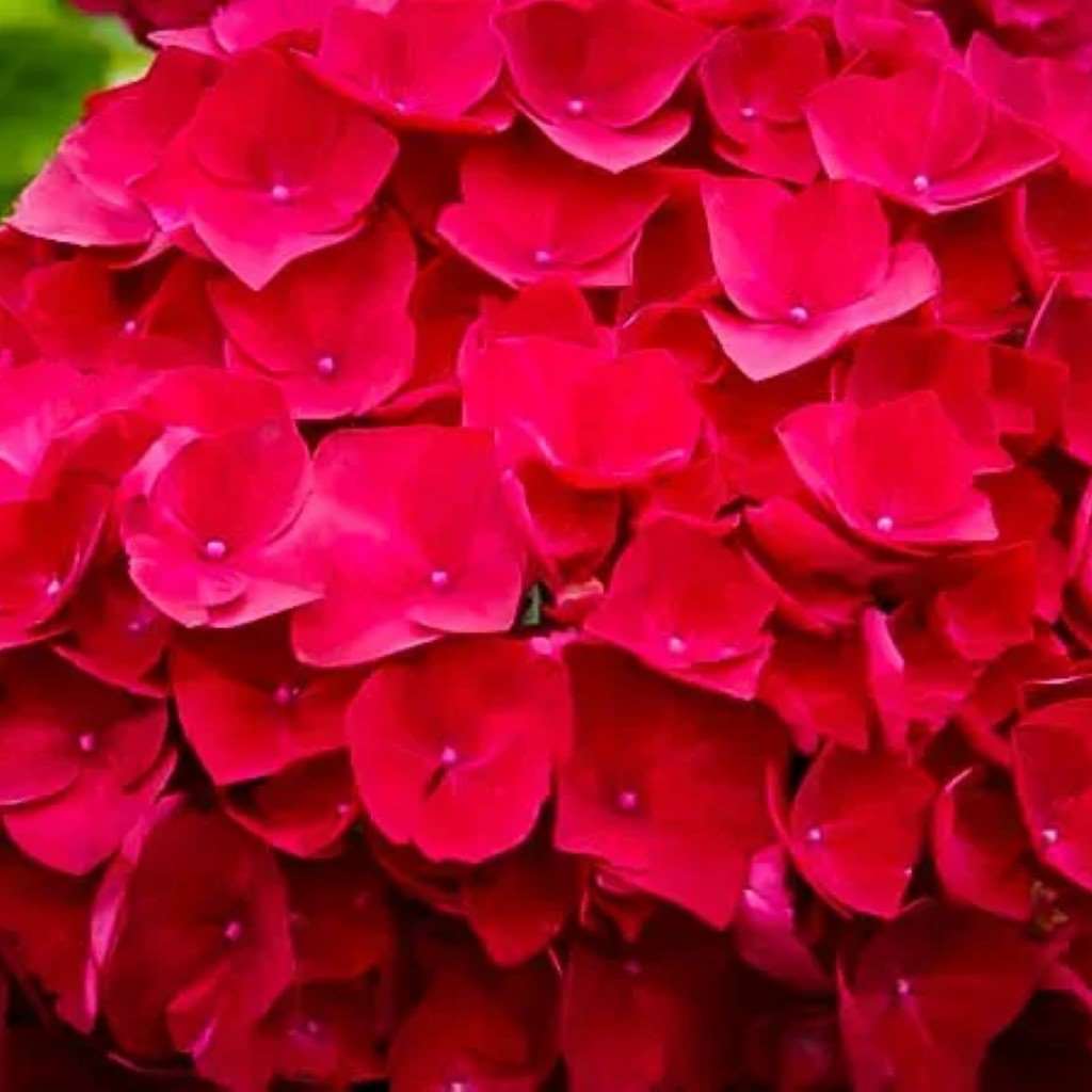 Cardinal Red Hydrangea-1