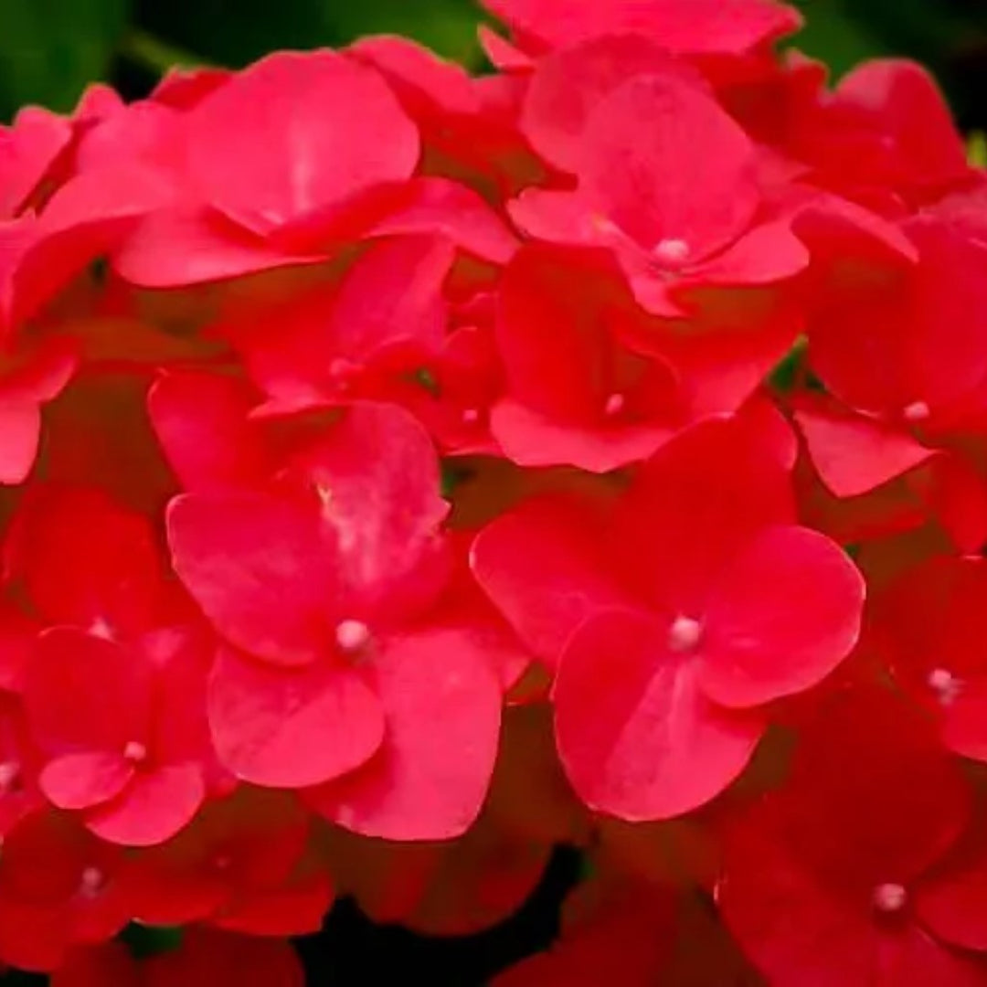 Cardinal Red Hydrangea Displaying Deep Red Blossoms and Green Leaves
