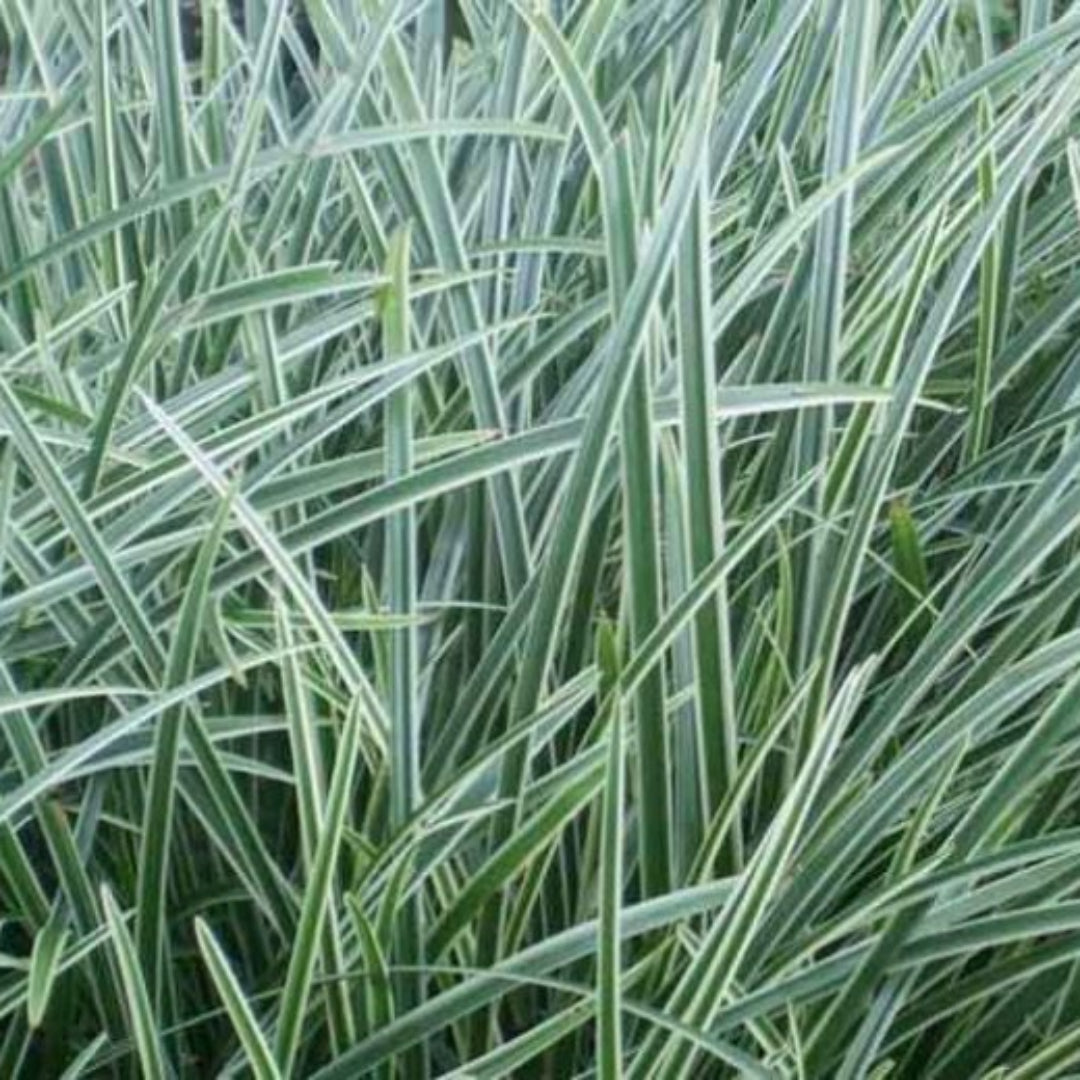 Ice Dance Carex morrowii ornamental perennial