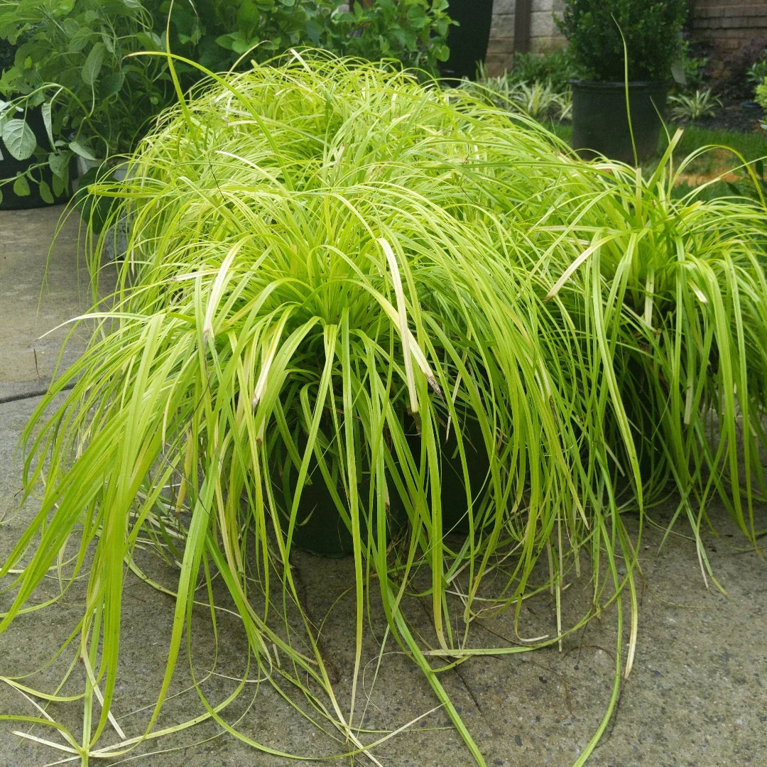 Carex oshimensis Everillo EverColor sedge grass