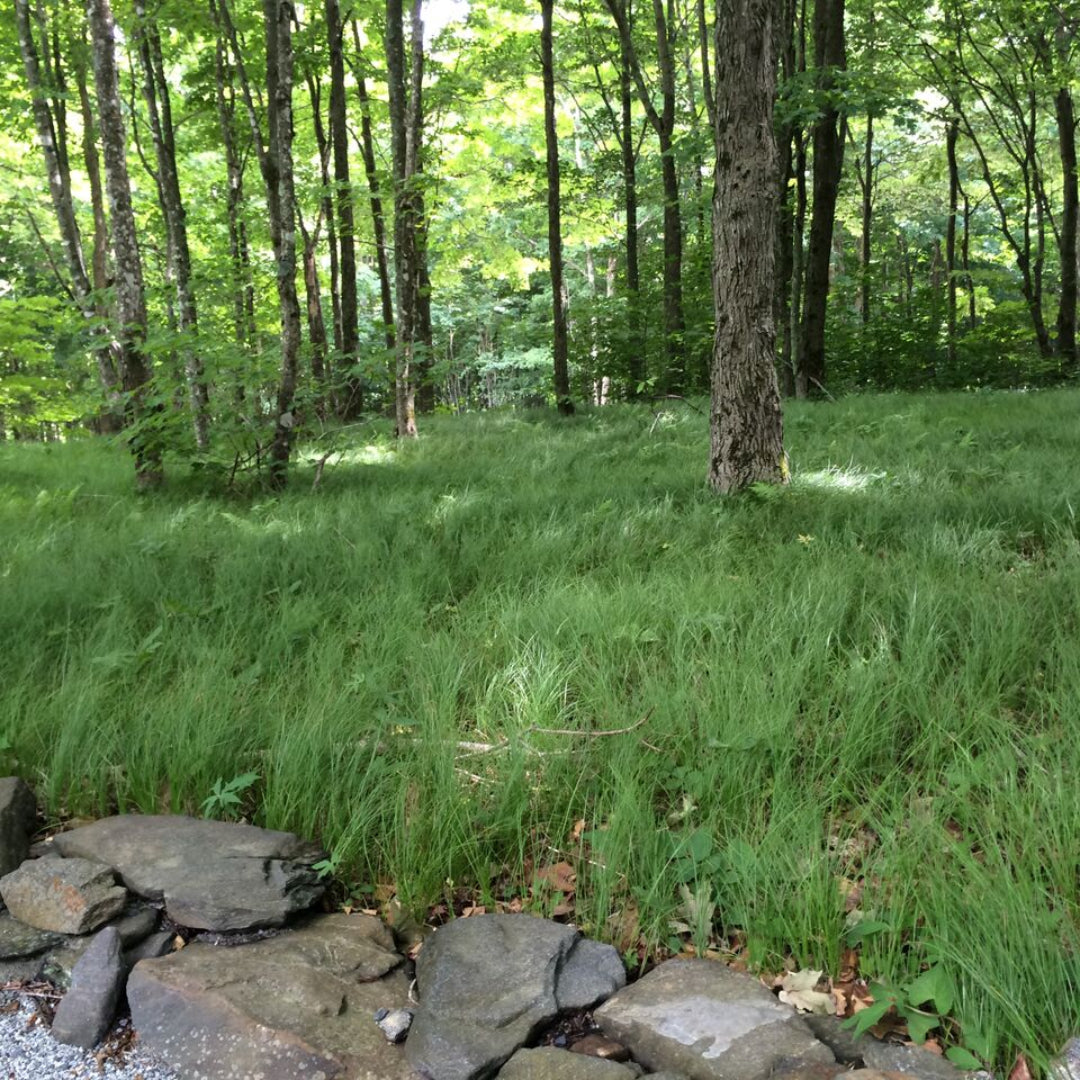 Carex appalachica groundcover ornamental sedge
