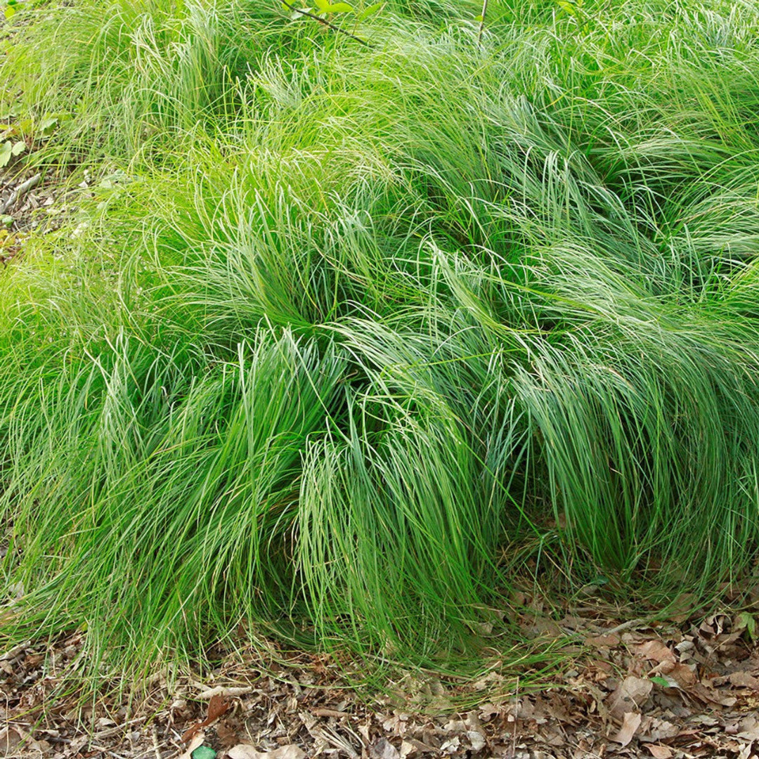 Carex pensylvanica hardy shade-tolerant sedge