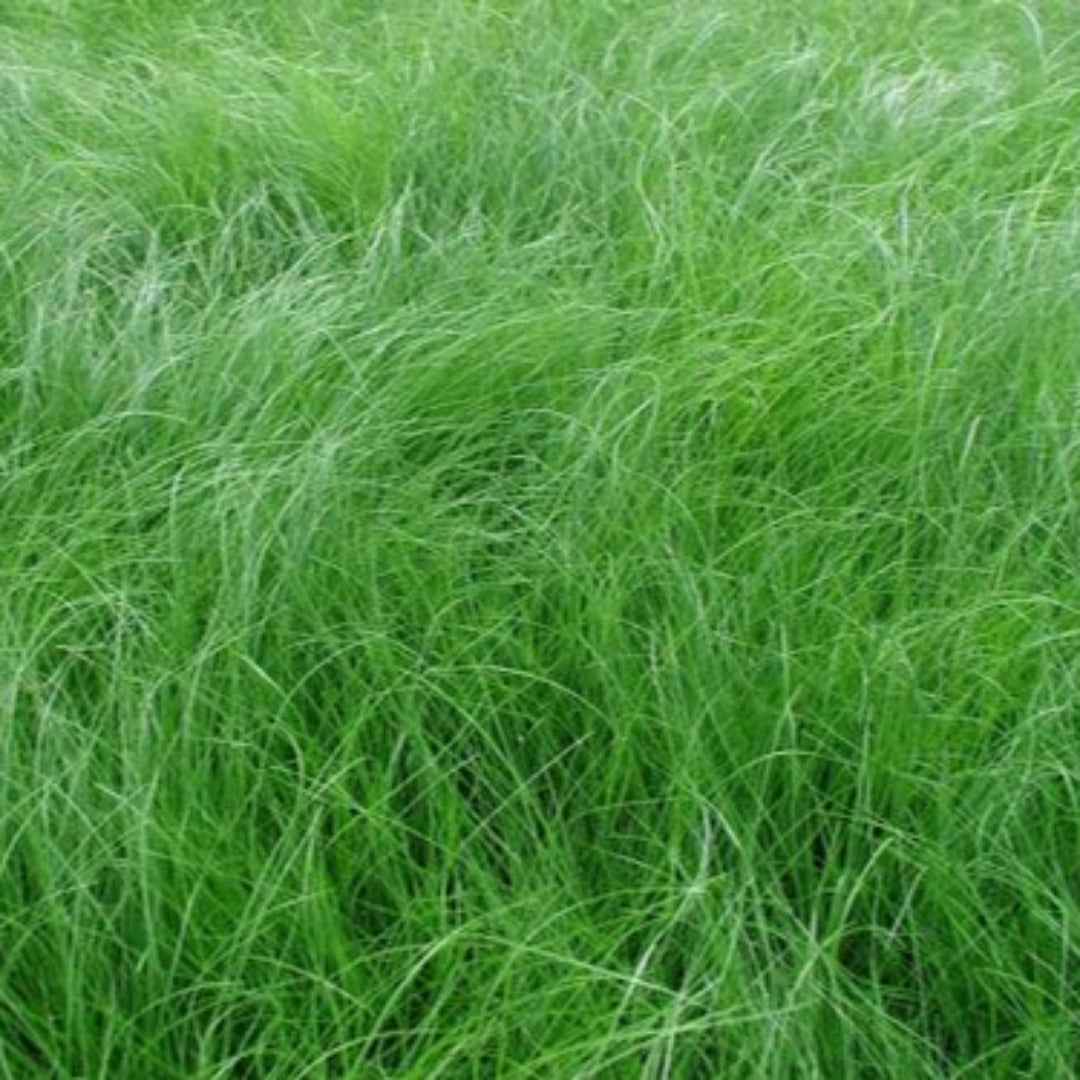 Carex appalachica sedge grass perennial plant
