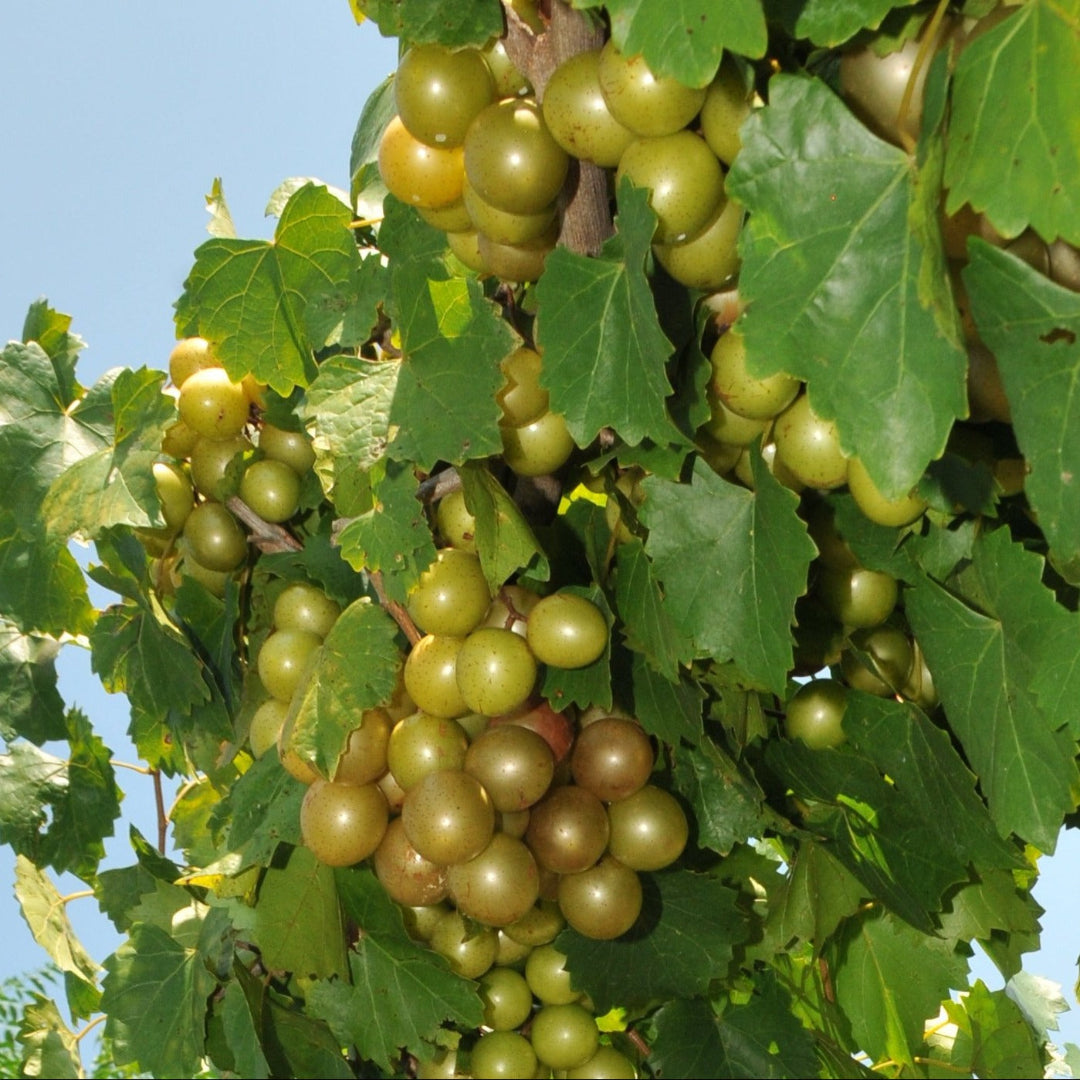 Sterling muscadine grape vine with ripe bronze grapes