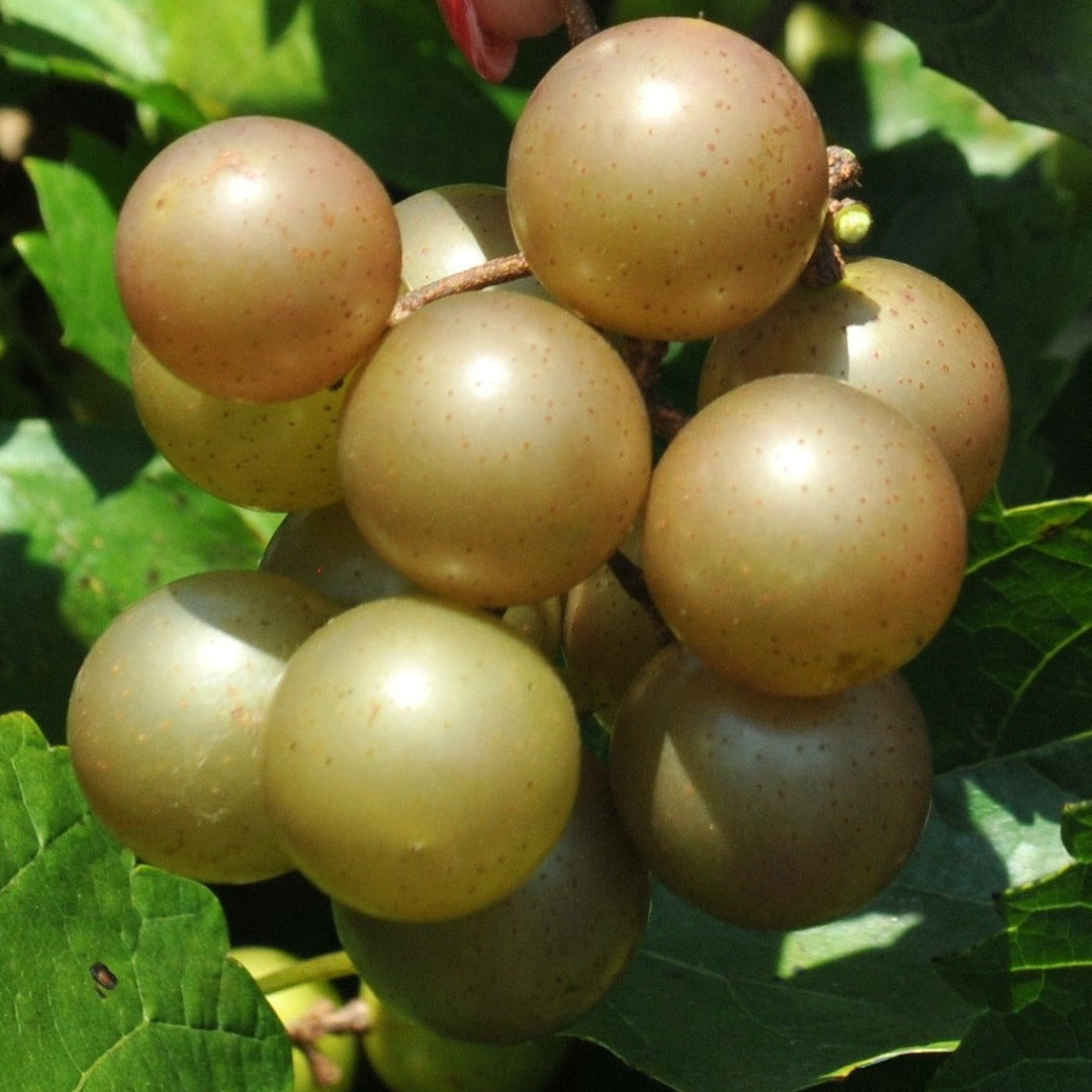 Bronze Muscadine Grape vine with ripe grapes