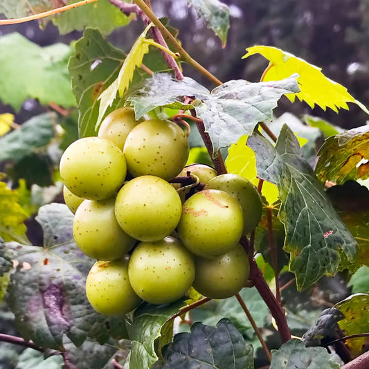 Muscadine grape vine plant producing large scuppernong fruit