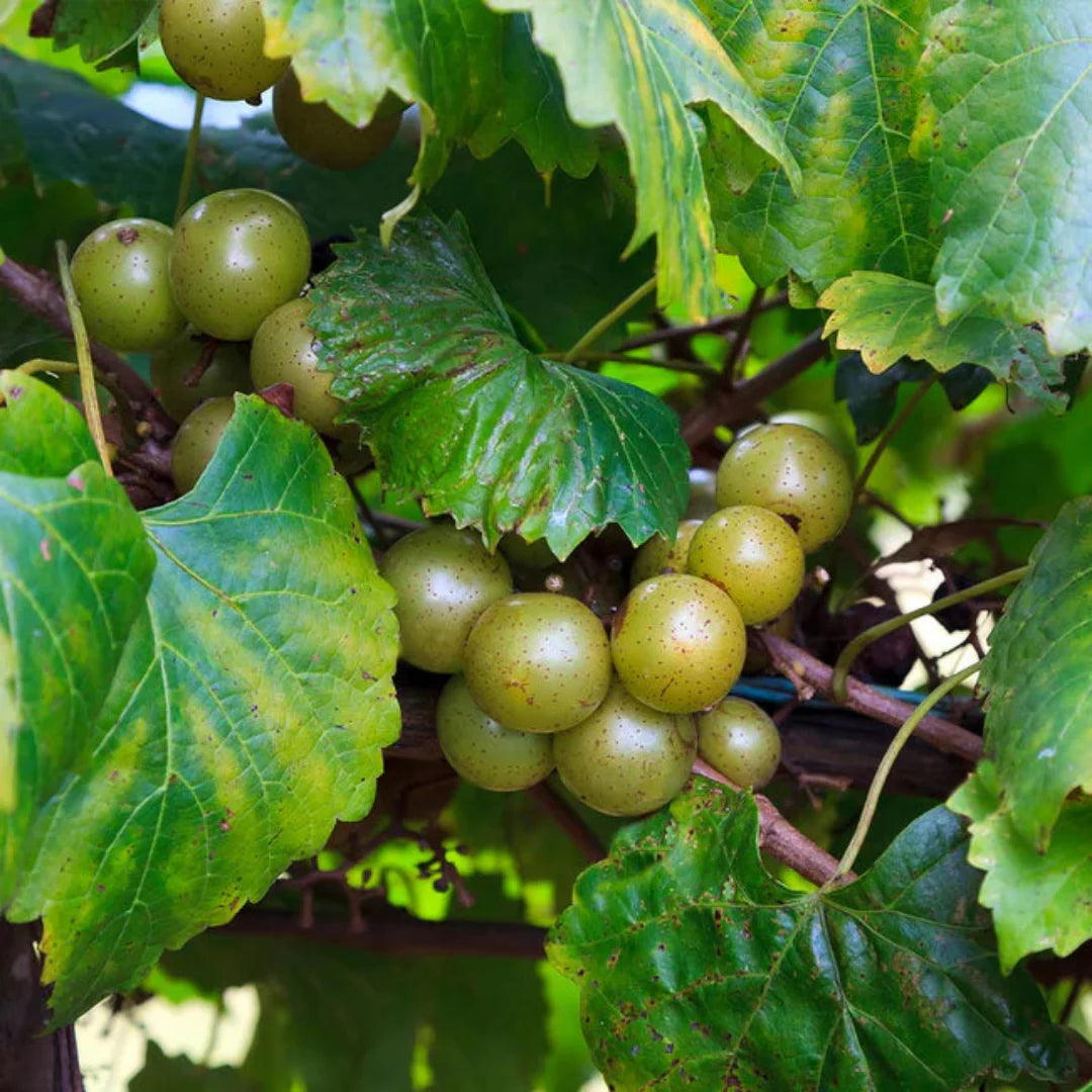 Fresh Carlos muscadine grape cluster showing bronze skin and textured leaves
