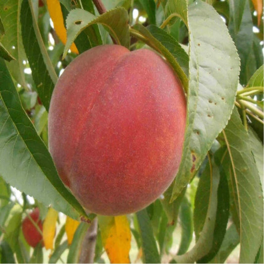 Freshly harvested Carored peaches with rich color and juicy texture