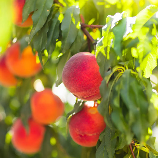 Carored peach fruit with sweet, juicy yellow flesh growing on the tree