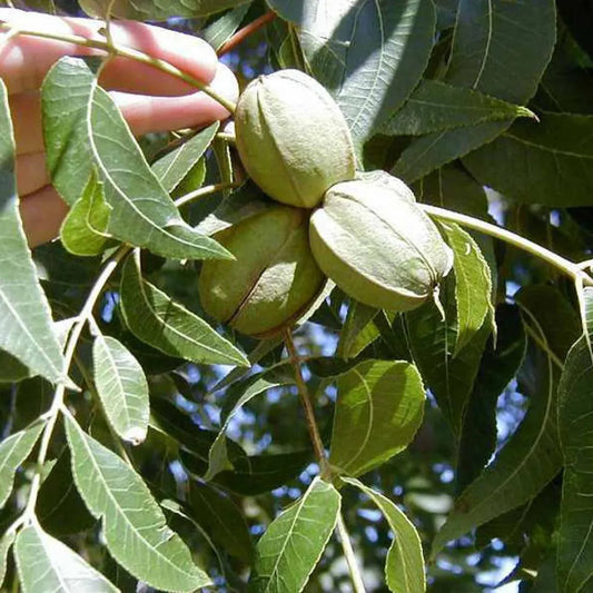 Pecan tree mature growth and foliage