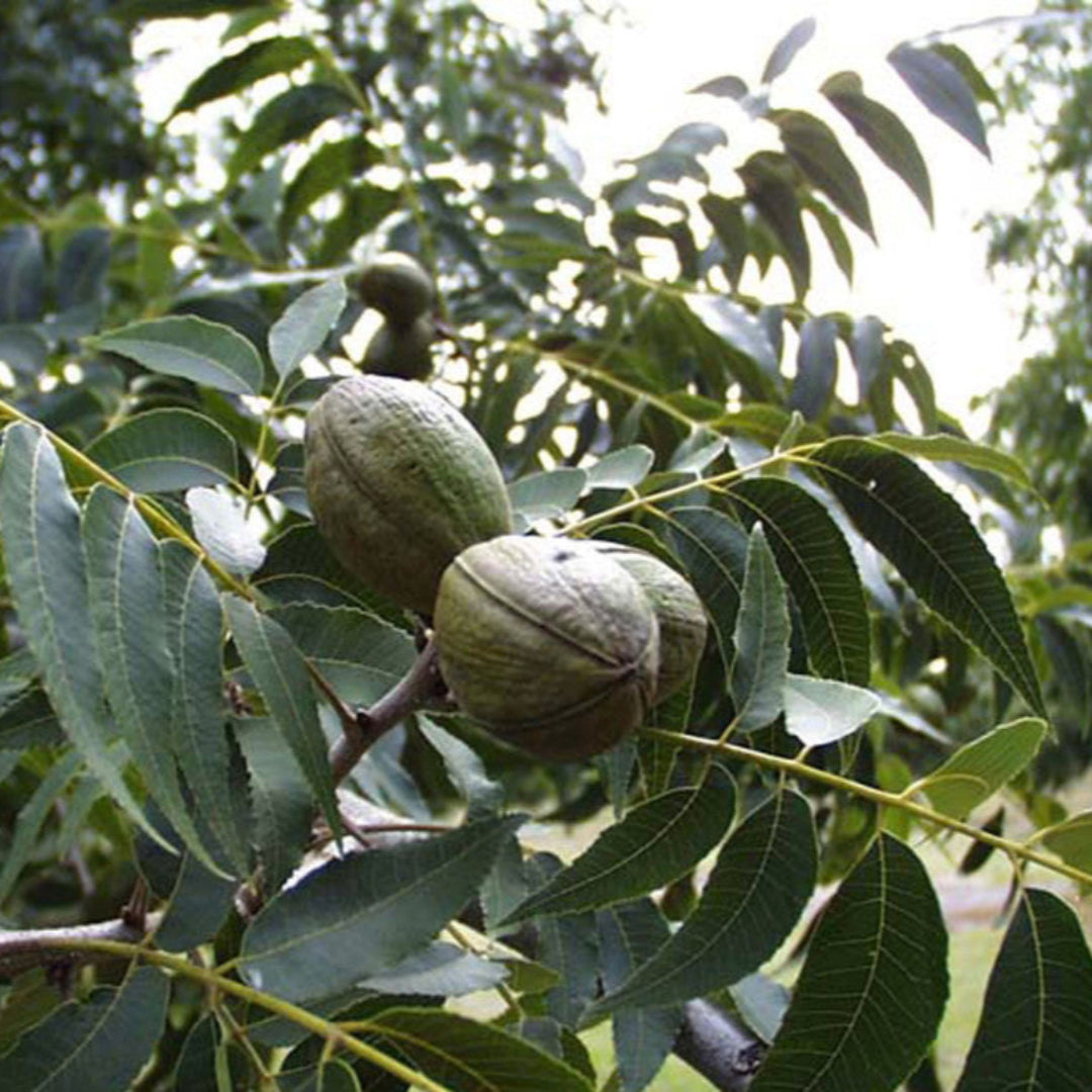 Carya illinoinensis leaves and developing pecan nuts close up