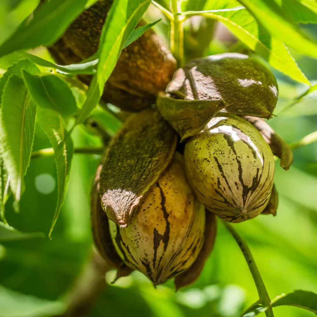 Lakota Pecan Tree – fruit plant