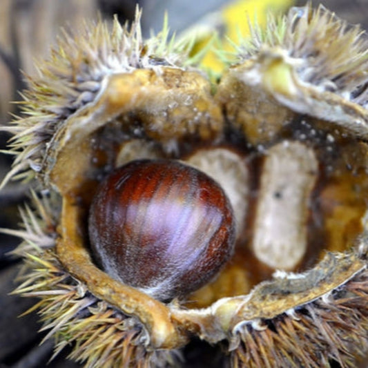 Chinese chestnut nuts displayed after harvesting from Castanea mollissima tree