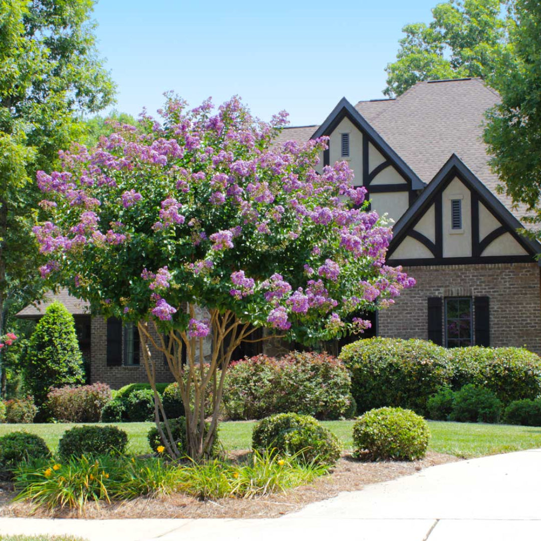 Close-up view of Catawba Crape Myrtle showing rich purple flowers in full bloom