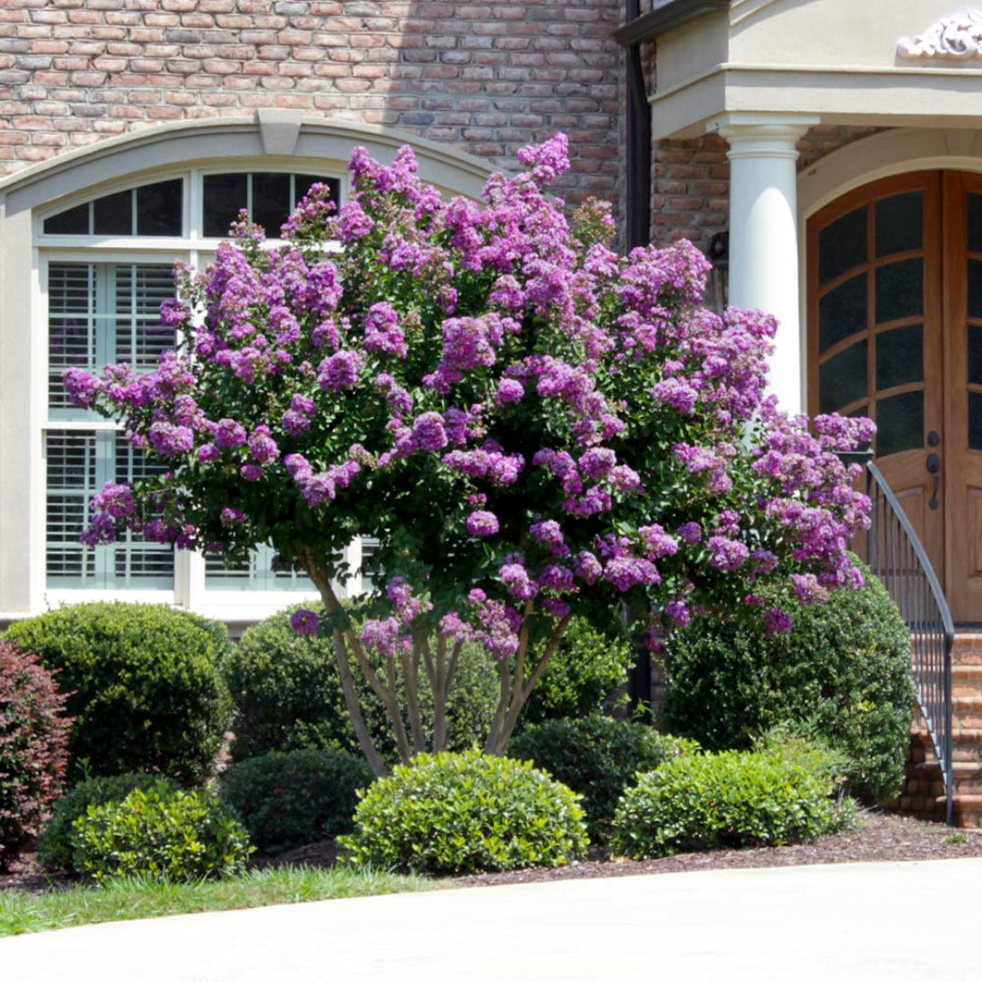 Bright purple blooms of the Catawba Crape Myrtle displayed on healthy branches