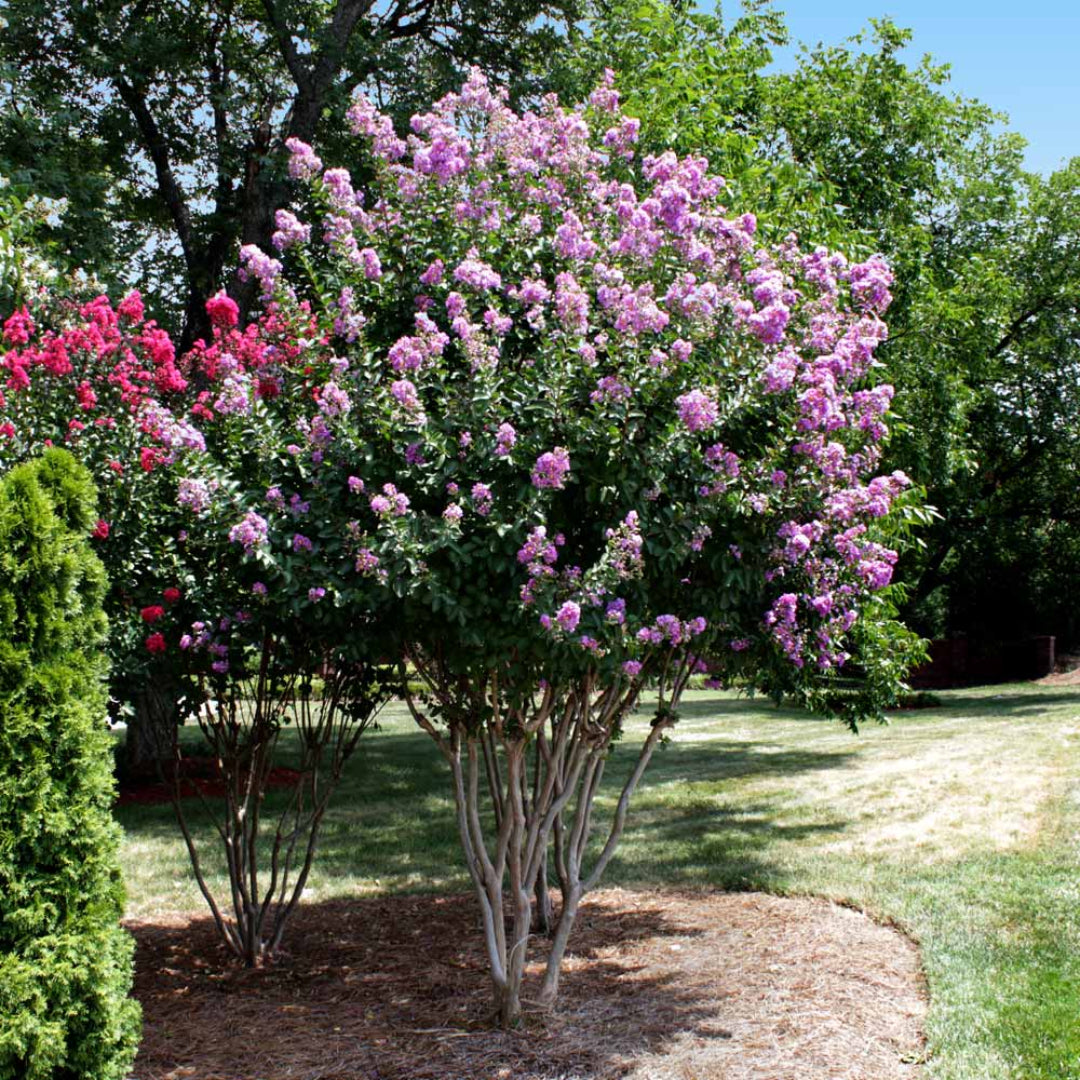 Catawba Crape Myrtle tree with deep purple flower clusters and lush green foliage
