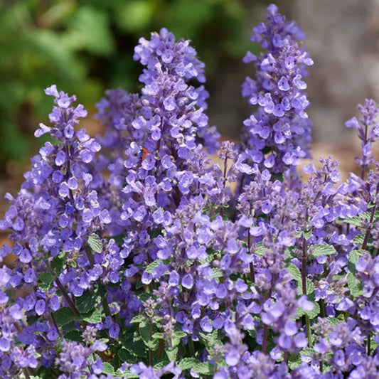Cats Pajamas Catmint with blue-purple flowers and green foliage