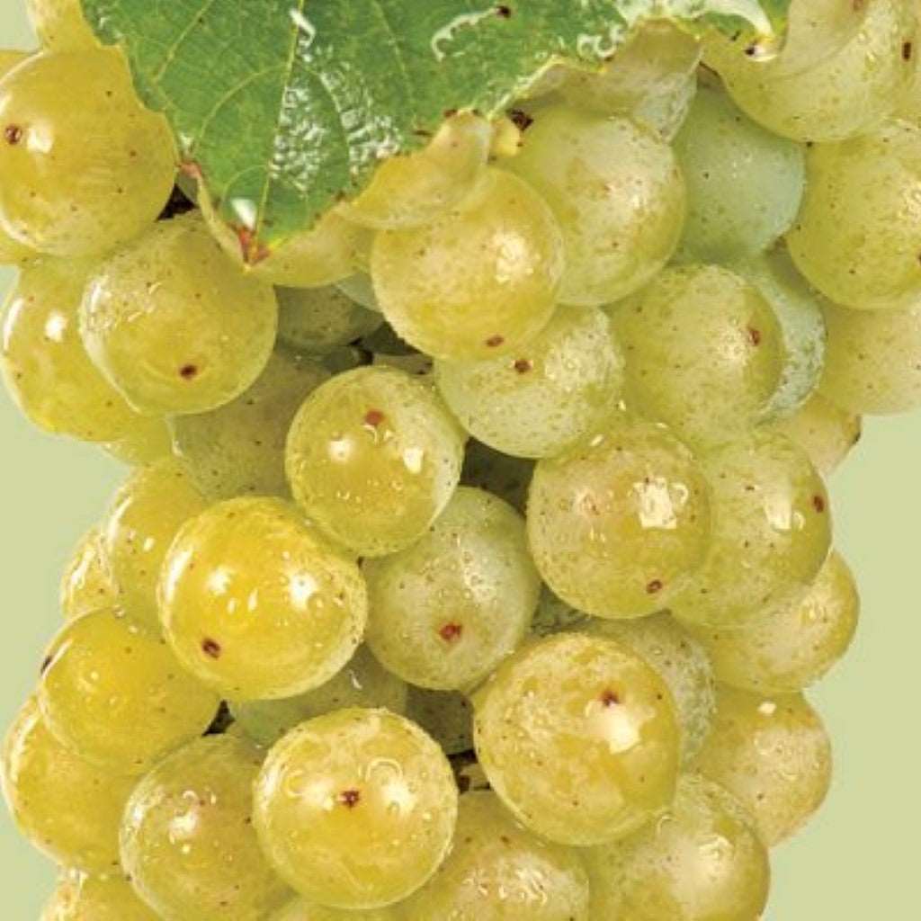 Cayuga White Grape