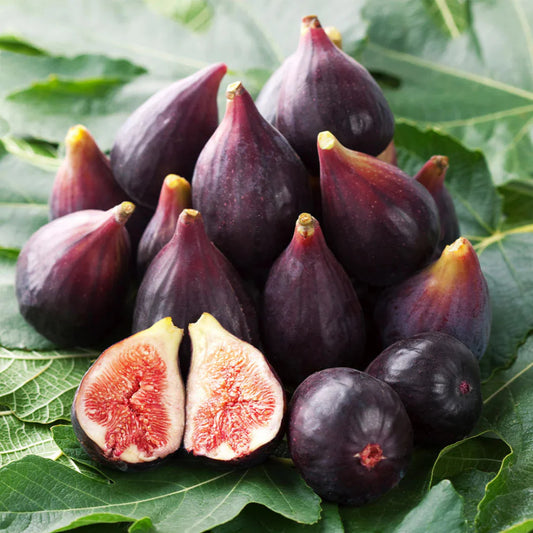 Celeste Fig Tree fruit ready for harve