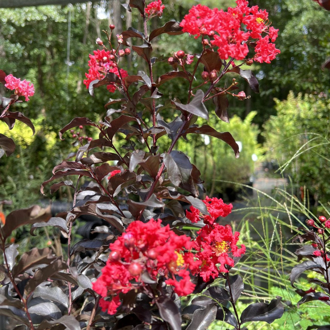 Red Center Stage Crape Myrtle Ornamental Tree Upright Growth