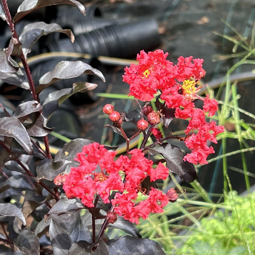 Center Stage Red Crape Myrtle Tree in Full Bloom