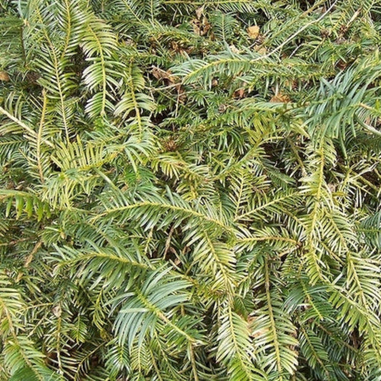 Prostrata plum yew dwarf evergreen shrub foliage