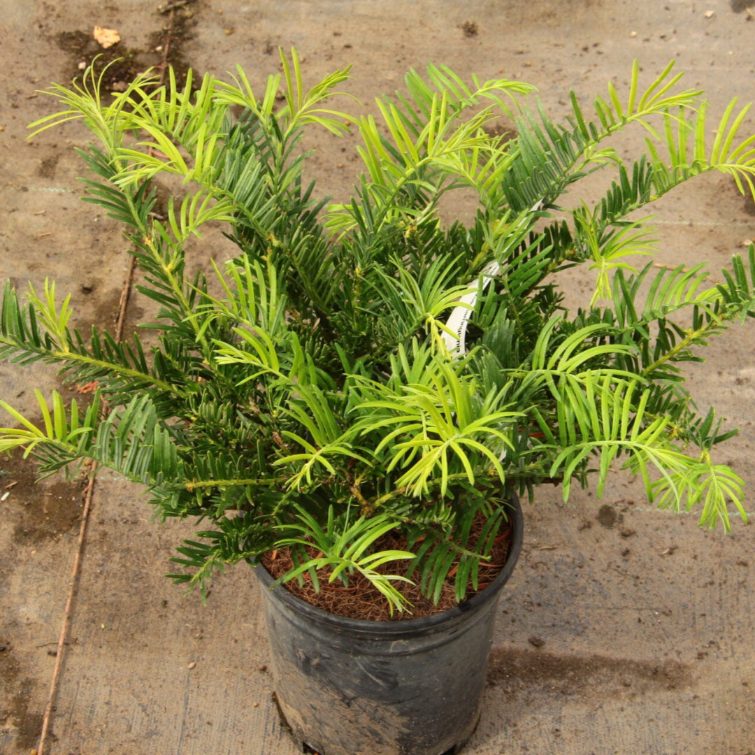Cephalotaxus harringtonia Prostrata evergreen shrub