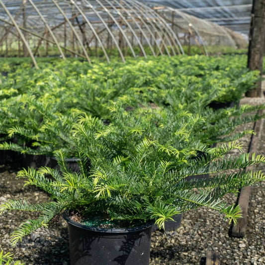 Prostrata plum yew low growing evergreen conifer