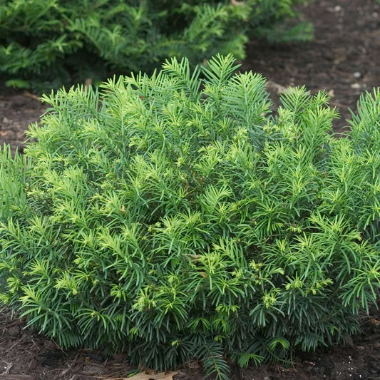 Cephalotaxus Harringtonia Duke Gardens