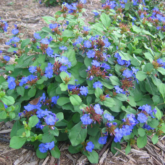Hardy Plumbago Ceratostigma plumbaginoides groundcover