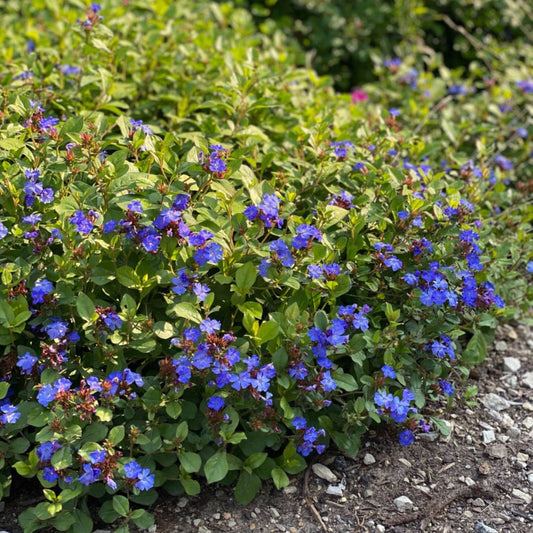 Ceratostigma plumbaginoides perennial with blue flowers
