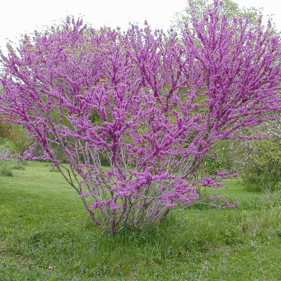 Cercis Don Egolf Redbud Tree with bright pink spring blooms in the garden