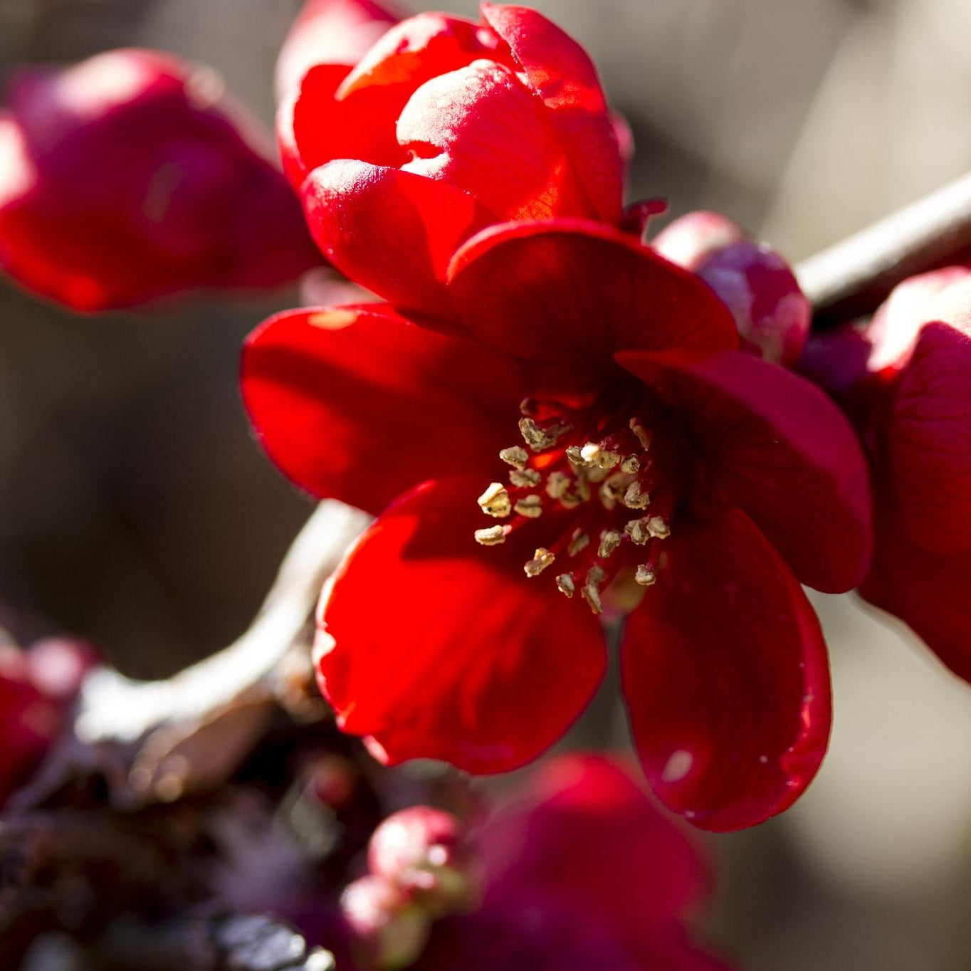 Scarff’s Red Flowering Quince shrub with bright red spring blooms