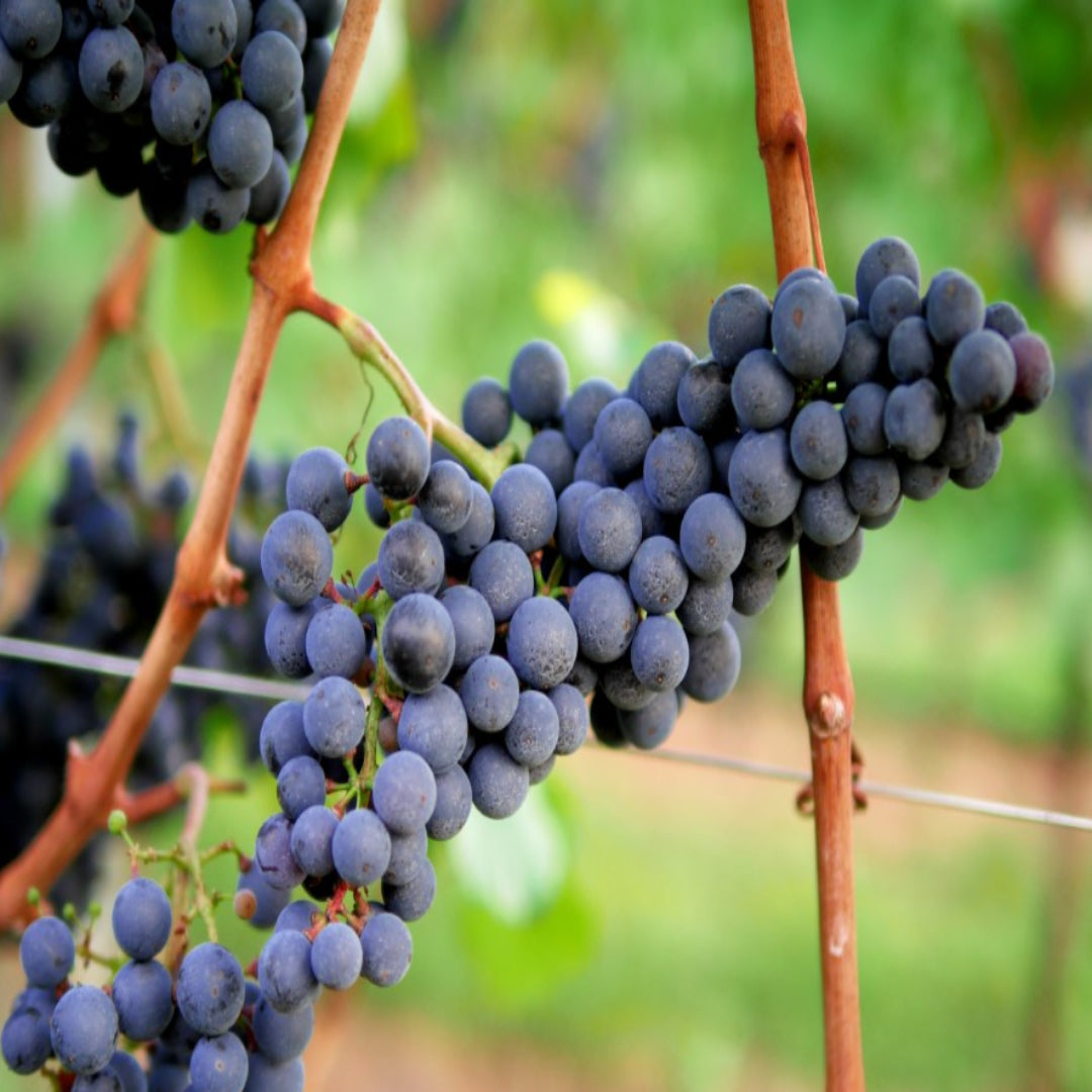 Chambourcin grapes growing on a healthy grapevine, known for rich flavor and wine production