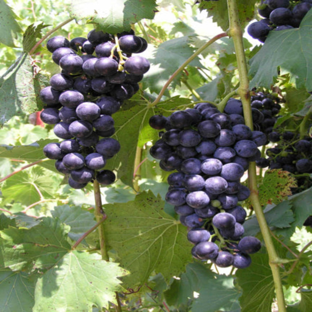 Chambourcin grape vine illustration showing plant growth, grape clusters, and cultivation details
