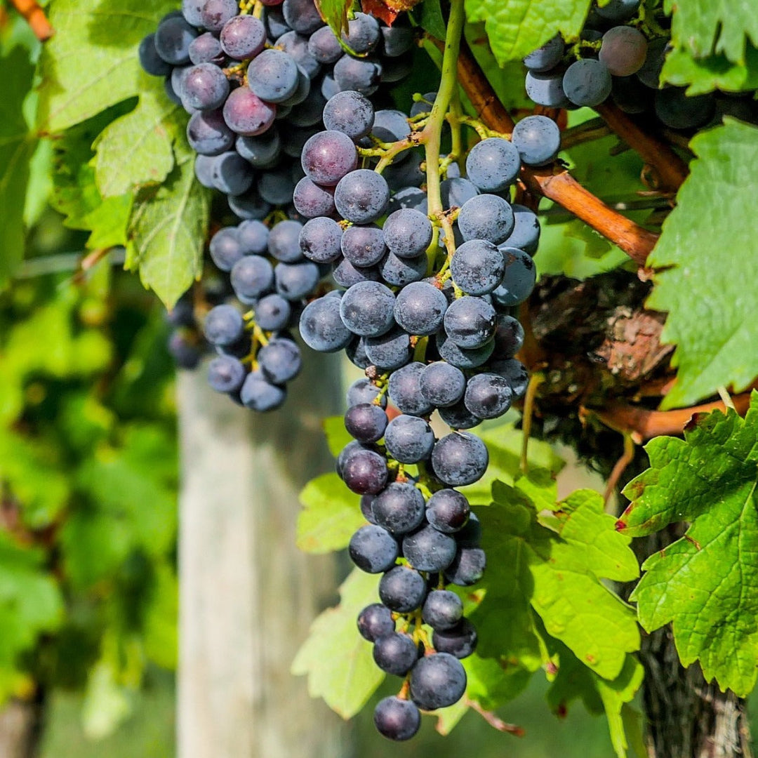 Ripe Chambourcin grape clusters hanging on the vine with deep purple skins, ideal wine grape variety