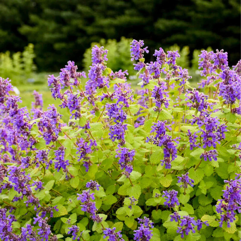 homeandgardensforless.com