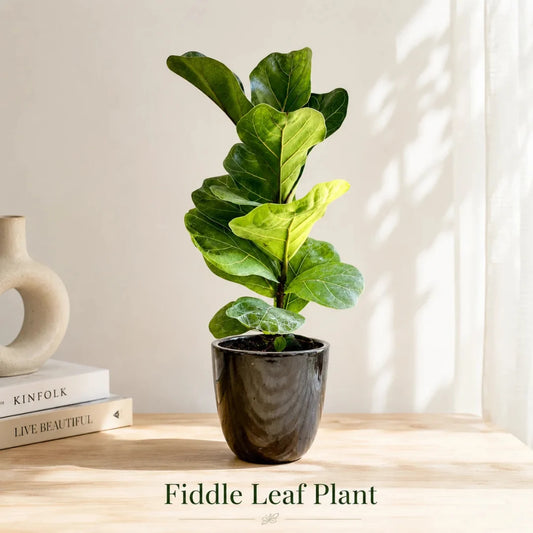 Fiddle leaf fig indoor plant with broad violin shaped leaves and elegant ceramic planter