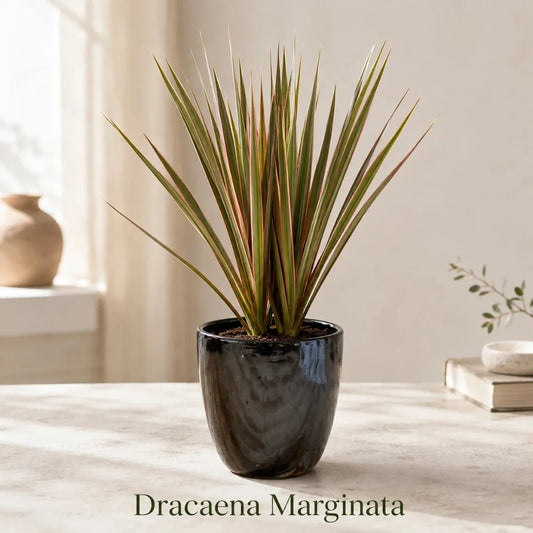 Live dracaena marginata Madagascar dragon tree plant with red edged ribbon leaves in ceramic pot
