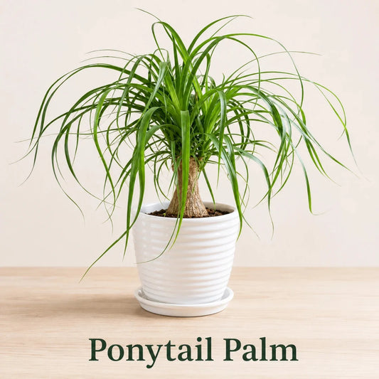 Indoor ponytail palm tree potted in ribbed white ceramic pot with drip saucer
