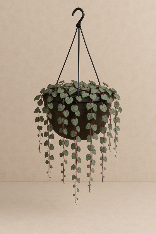 String of Hearts – succulent