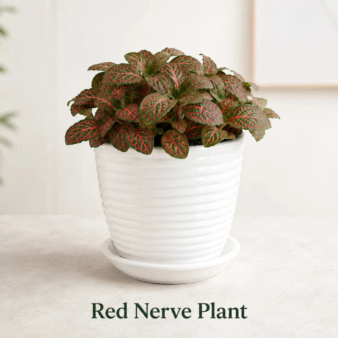 Healthy Fittonia albivenis red nerve plant in decorative planter