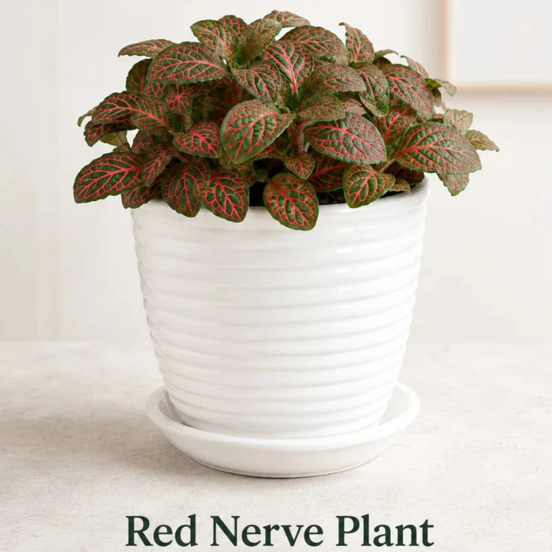 Healthy Fittonia albivenis red nerve plant in decorative planter