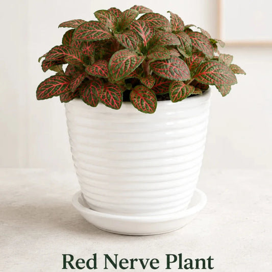 Healthy Fittonia albivenis red nerve plant in decorative planter